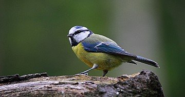 Press Release cover image