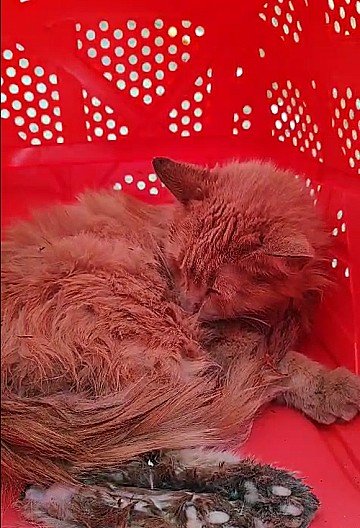 Press Release cover image