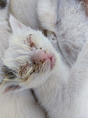 Press Release cover image