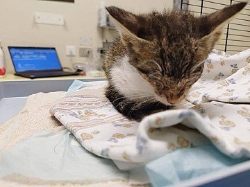 Press Release cover image