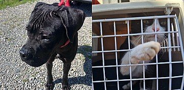 Press Release cover image