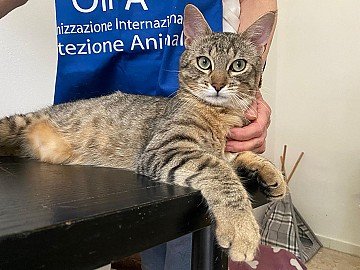 Press Release cover image