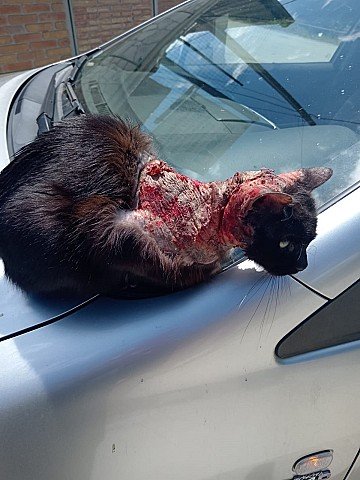 Press Release cover image