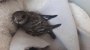 Press Release cover image