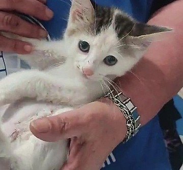 Press Release cover image