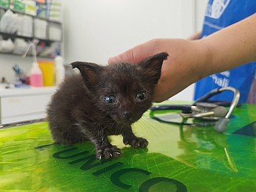 Press Release cover image