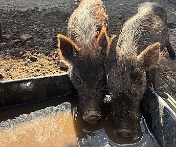 Press Release cover image