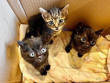 Press Release cover image