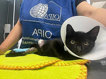 Press Release cover image