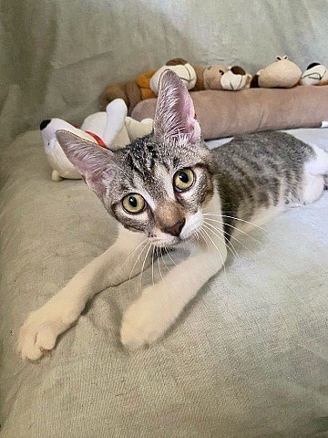 Press Release cover image