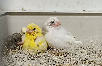 Press Release cover image