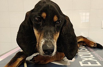 Press Release cover image