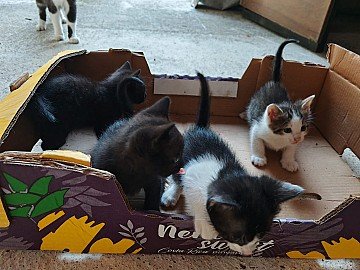 Press Release cover image