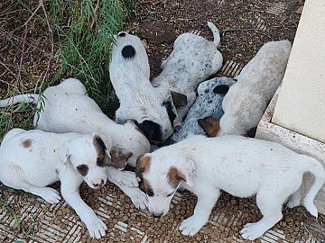 Press Release cover image