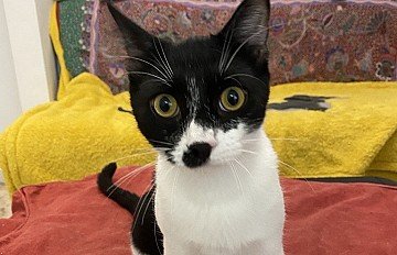 Press Release cover image