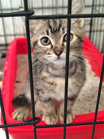 Press Release cover image