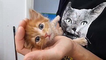 Press Release cover image