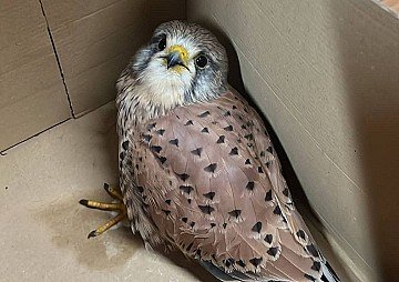 Press Release cover image