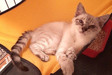 Press Release cover image