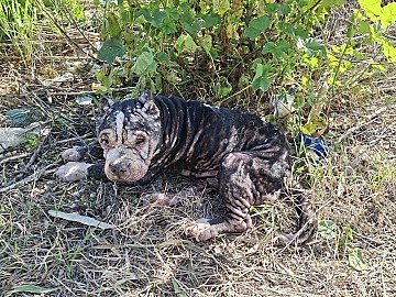 Press Release cover image