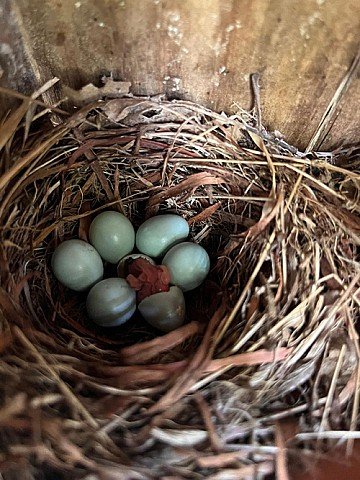 Press Release cover image