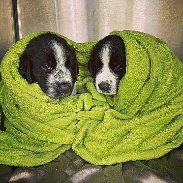 Press Release cover image