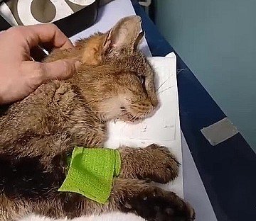 Press Release cover image