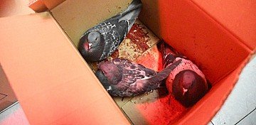 Press Release cover image